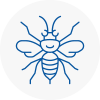 Brixton Hill Hornet Nest Removals