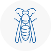 Brixton Hill Wasp Nest Removal